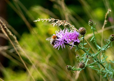 Bee