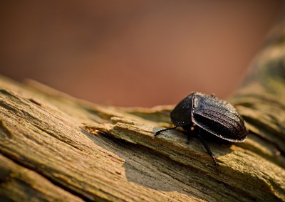 Bug