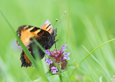 Butter fly away