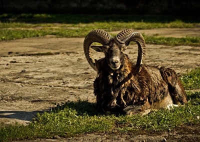 Capricorn