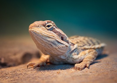 Lizard