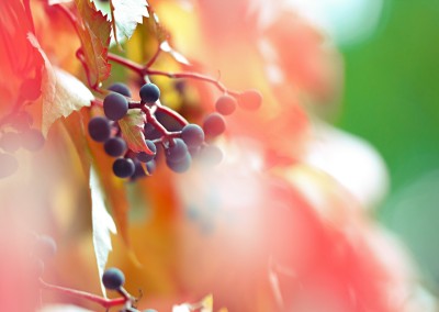 Autumn 5