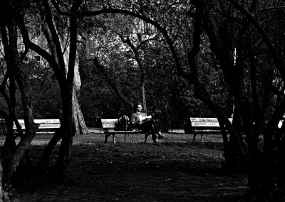 Street Trees