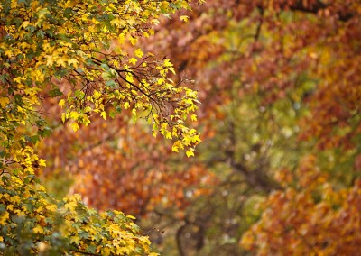 Autumn 2
